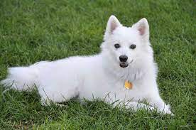 Begin by washing your white dog by using a whitening shampoo and water. 12 Dog Breeds That Only Have White Coats