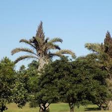 Image result for Raphia australis