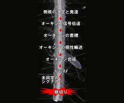 根を切るともっと根が出る仕組みを解明 やっぱり植物はたくましい Academist Journal