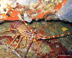 Image result for Palinurus elephas