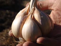 The best time to plant will be between april and august and it's a good idea to work out what's best in your area rather than slavishly follow conventional wisdom. Garlic Elephant Koanga Gardens