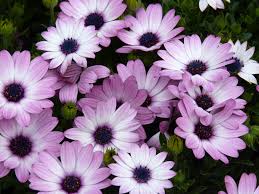 Winter flowers & plants from 1800flowers brighten even the coldest winter day. African Daisy Flower Power