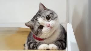 ‪Cats use 100 cuteness 😹 Funny Cats Videos - YouTube‬‏