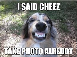 You Won T Ever Feel Amazed By All Their Characteristics Or Will You Australian Shepherd Aussie Dogs Australian Shepherd Puppies