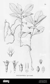 Image result for Psychotria sp. C