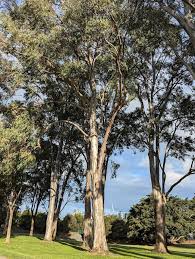 Image result for Eucalyptus tereticornis