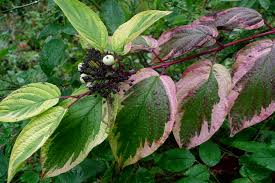 Shrubs in containers may need more feeding; Five Reasons To Love Twiggy Dogwoods Portland Monthly