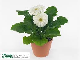 Check spelling or type a new query. Gerbera In Pots Seeds Buy In Nairobi At A Bargain Price On Global Flowers