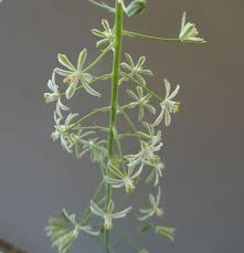 Image result for Ornithogalum seineri