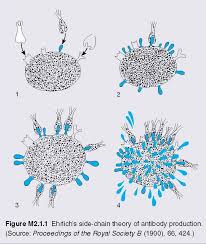 When foreign substance or antigen enters into the body, they combine with the complementary surface. Pediagenosis