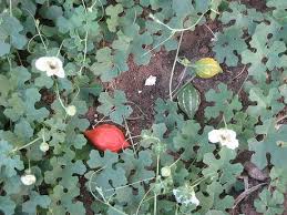 Image result for Momordica pterocarpa