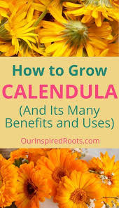 Calendula Benefits Uses And How To Grow It In 2020 Calendula Benefits Herbs For Health Calendula