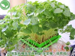 有機芽菜芽菜種子芽菜機芽菜箱水耕盤 紅豆水怎麼煮 紅豆對於女性確實有不少功效與好處in 2020 herbs