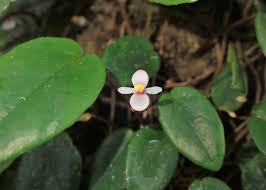 Image result for Begonia elaeagnifolia
