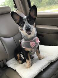 About us helping you choose the right puppy available puppies our girls our boys colors of the corgi explained faq gallery. My Cowboy Corgi Dixie Babycorgis