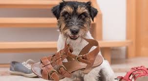 I was talking to my neighbor the other day about lucy, our puggle dog and how she is chewing on practically everything these days. How To Stop Dogs From Chewing Everything Prudent Pet Insurance