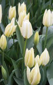 Tulip Purissima White Emperor Planting Bulbs Tulips Flower Seeds