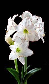 Amaryllis Picotee Amaryllis Flowers Amaryllis Amazing Flowers
