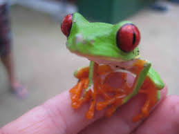 We did not find results for: A Frog A Day On Twitter Ah Look At This Little Lad Tiny Baby Red Eye Tree Frog Afrogaday Saturday Redeye Frogtwitter