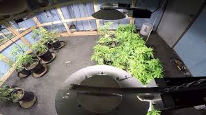 Moving Into The Grow Room New Genetics New 315 Watt Cmh Lec Lights Youtube