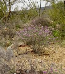 Image result for Indigofera pulchra