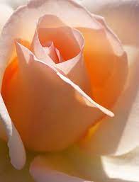Check spelling or type a new query. The Purity Of Orange Beautiful Roses Rose Buds Peach Roses