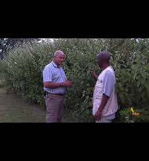 Image result for Pouzolzia mixta