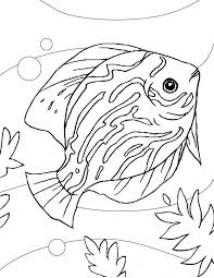 The belly has sky blue scales and the fins are a warm tan. Fische 40 Ausmalbilder Pc Dekstop Full Hd Wallpapers Animal Coloring Books Animal Coloring Pages Fish Coloring Page