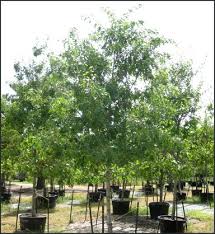Maybe you would like to learn more about one of these? Best Trees To Plant In Austin Tree Surgeons Of Austin