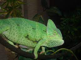 The veiled chameleon is a striking, beautiful and hardy captive, which is excellent for the first time chameleon owner. Pin On Chameleon