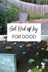 Maybe you would like to learn more about one of these? How To Get Rid Of Ivy For Good Ivy Plants Poison Ivy Plants Lawn And Garden