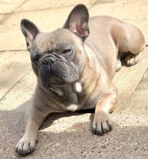 Blue fawn french bulldog arrives at his new home, so cute and already causing some trouble! Blue Fawn French Bulldog For Stud For Stud In Lincoln Lincolnshire Preloved