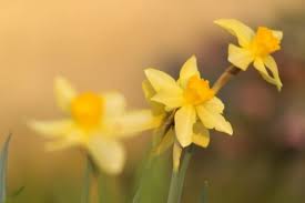 I narcisi selvatici sono di colore bianco o giallo, gli ibridi sono prevalentemente di colore simile, ma esistono ibridi di narciso rosati ed aranciati. Narciso Tazetta Narcissus Narcissus Bulbi Narciso Tazetta Narcissus Bulbi