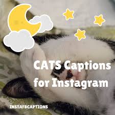 Follow the vibe and change your wallpaper every day! 150 Cats Instagram Captions 2021 Instafbcaptions