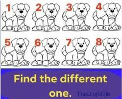 We did not find results for: Find The Different One Dog Mess Funny Pictures Dog Lovers