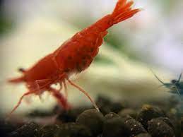 My Red cherry shrimp has blue eggs. Not seen this before. : r/shrimptank