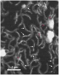 You can also click the 'split video' button at any point to cut the video into parts. Anomalous Magnetic Orientations Of Magnetosome Chains In A Magnetotactic Bacterium Magnetovibrio Blakemorei Strain Mv 1