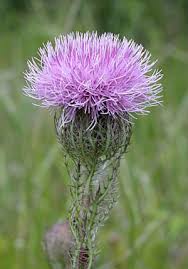 Maybe you would like to learn more about one of these? Irc Natives For Your Neighborhood