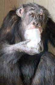 Pin By Hajdara Istvan On Anthropoid Chimp Cute Baby Animals Chimpanzee