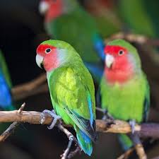 Green Bird With Red Neck Red And Green Twice Pretty Birds Green Bird Bird Perch