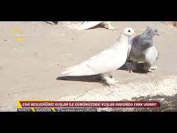 Kuscu Takla Guvercin Yarismasi Mardin Youtube