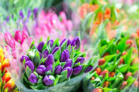 Our 40+ acres of quality florida friendly trees, shrubs, flowers & plants offer plenty of room to practice social distancing and boost your positivity. Beautiful Multicolored Flower Bouquets Various Fresh Tulips At Flower Shop Wholesale Or Retail Flower Store Plant Warehouse Florist Agency Growing And Cultivation Of Flowers Stock Photo Picture And Royalty Free Image Image