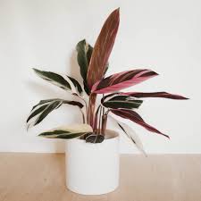 Image result for stromanthe