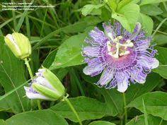 Plantfiles Pictures Apricot Vine Maypop Purple Passion Flower Passionflower Passionvine Passion Vine Purple Passion Flower Passion Flower Trees To Plant