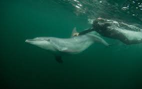 Recommended on most titles, though may cause issues like crashing or graphic issues on some titles. Do Dolphins Really Share A Special Bond With Humans Aeon Essays