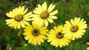 Image result for Ursinia montana