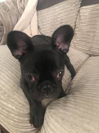 We did not find results for: My French Bull Dog Puppie Has Red Eyes In The Corners And They Weep Should I Take Him To The Vets He Isn T Messing With Them But They Petcoach