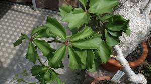 Image result for Cyphostemma quinatum