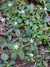 Image result for Aizoaceae