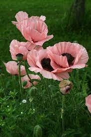 We did not find results for: Beautiful Flowers Beautiful Flowers Flower Garden Most Beautiful Flowers